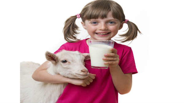 Goat milk: reasons to switch to this nutritious milk in tamil 