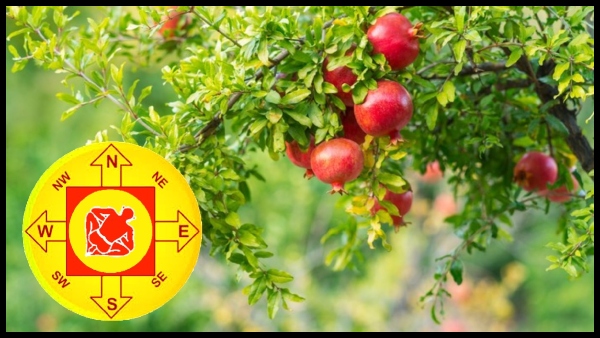 Vastu Tips In Tamil: Know The Best And Worst Direction For Pomegranate Tree