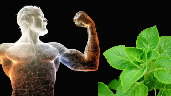 Karpooravalli Nanmaikal: Health Benefits of Mexican Mint in Tamil