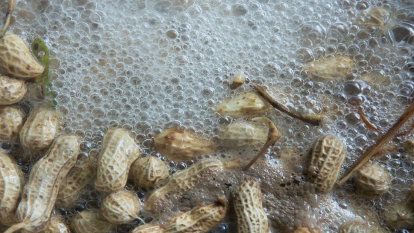 What happens when you add boiled Groundnut to your daily diet in tamil 