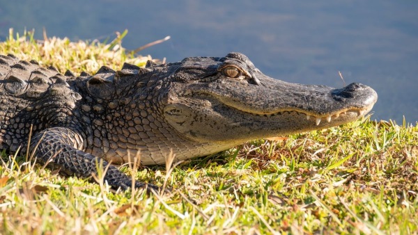 The African Village Of Bazoule, Where Sacred Crocodiles Are The Children’s Playmates