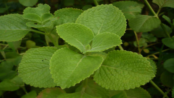 Karpooravalli Nanmaikal: Health Benefits of Mexican Mint in Tamil