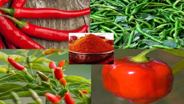Indian chillies that are famous for their GI tags