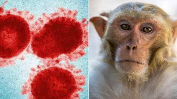Monkey Fever: Symptoms of monkey fever and Who Is More At Risk in Tamil