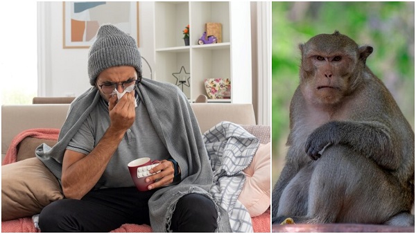 Monkey Fever: Symptoms of monkey fever and Who Is More At Risk in Tamil