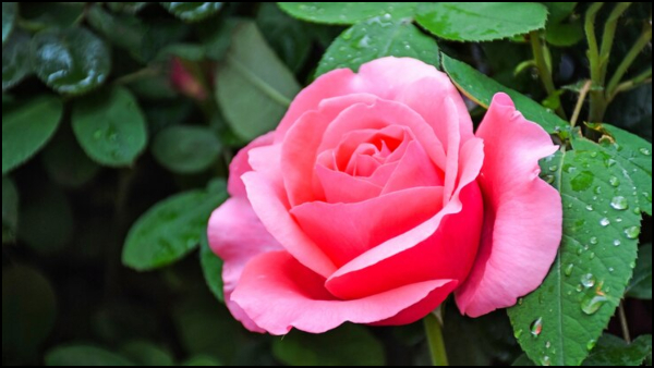 Rose Day 2024: Rose Colours And Their Meanings In Tamil