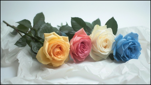 Rose Day 2024: Rose Colours And Their Meanings In Tamil