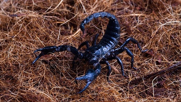 Why Scorpions Kills And Eats Its Mother Right After Birth
