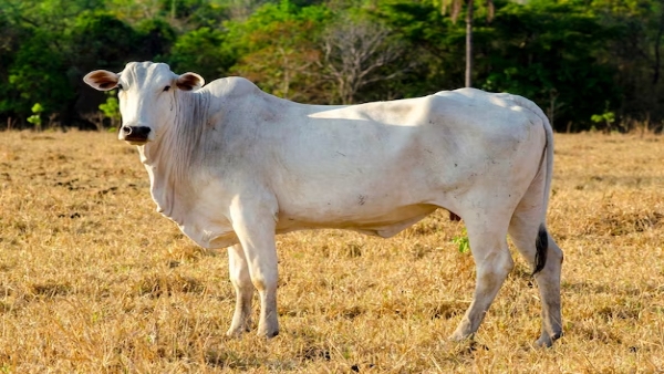 Indian Origin Most Expensive Cow in the World Woth Rs 40 Crores