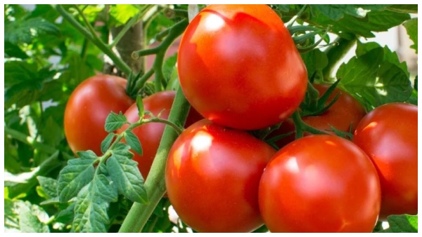 5 superfoods to get rid of dehydration