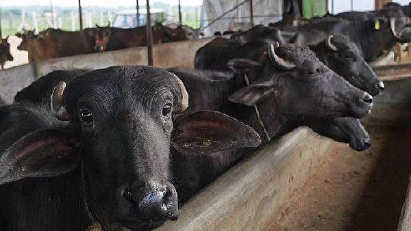 Why do Brazilian cops ride buffaloes for patrolling in Tamil