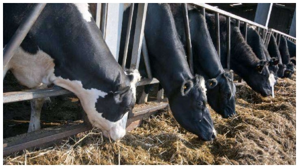 these are the precautions to be taken for cattle this summer know details here