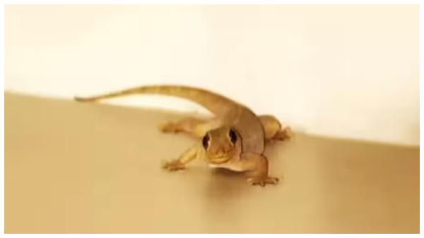 effective ways to get rid off from lizards in house effective ways to get rid off from lizards in house