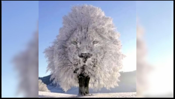 Optical Illusion Test What You See First Reveals Your Interesting Personality