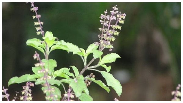 which direction to keep tulsi plant in to get rid of poverty