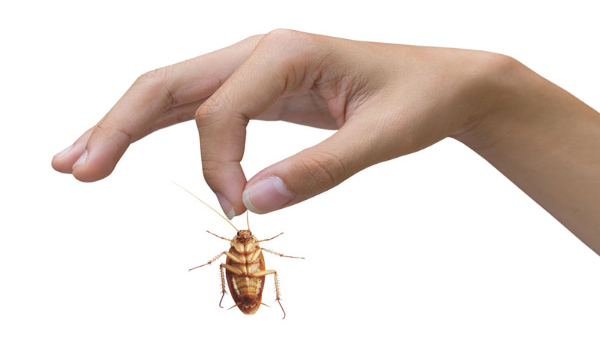 Easy Remedies to Eliminate Cockroaches from Homes in Tamil