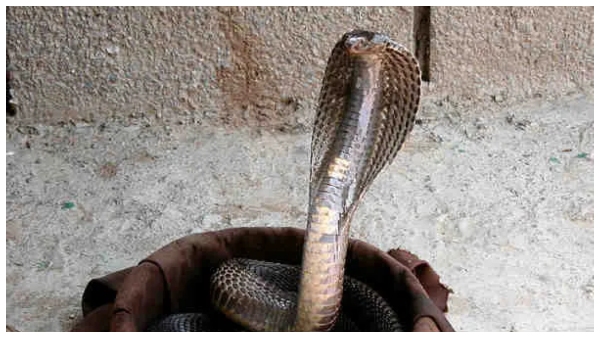 what is kaal sarpa dosham Is it enough to do puja at Kalahasti