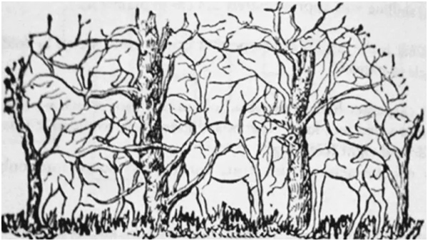 Optical Illusion What Animal You See First Will Tell Your Hidden Aspects Of Yourself