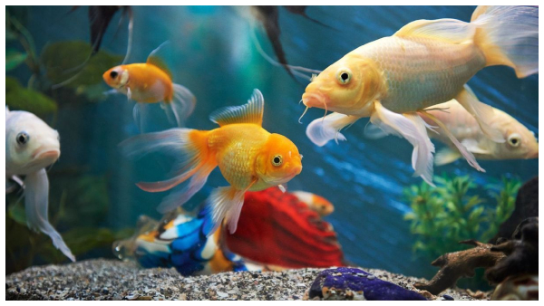 vastu tips for Fish Tank
