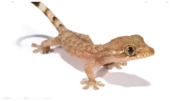 What does it mean when you hear a lizard sound