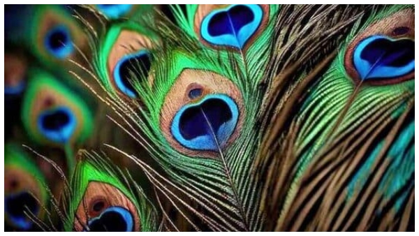 vastu tips which direction is good for placing peacock feather at home