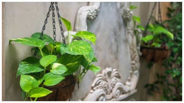 bring these plants to home will get more money and luck