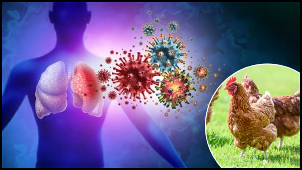 Human Case Of H9N2 Bird Flu Reported In India Know Its Symptoms And Transmission