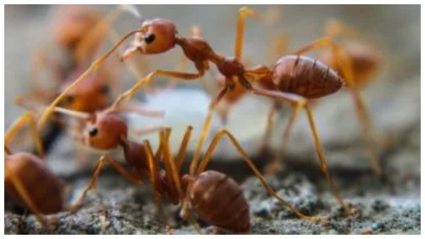 Here s How to Get Rid of Ants Permanently in Your House