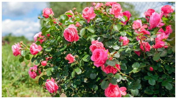 how to grow rose plant at home here the tips