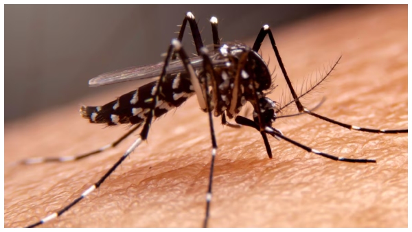 How to Protect Yourself and Family From Dengue Fever during monsoon