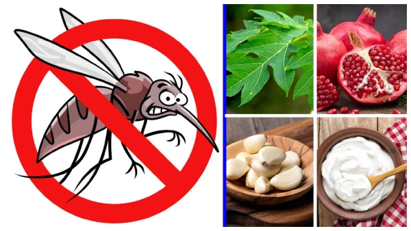 Must eat and avoid these foods to prevent dengue fever