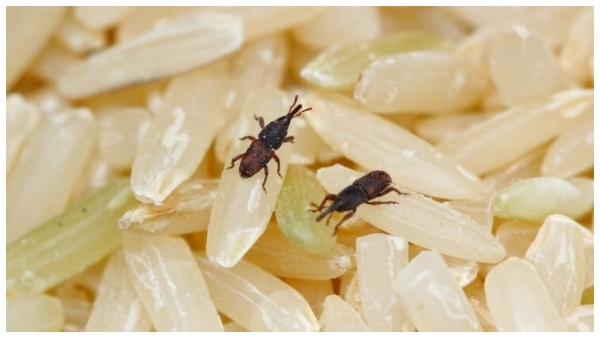 how to preserve rice and other grains without insects and pest here the tips