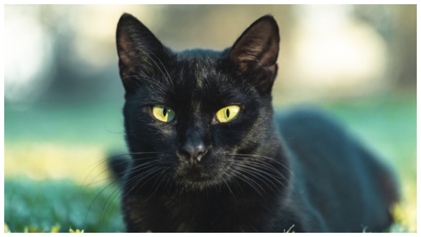 Vastu tips black cat Crossing the path is good or bad