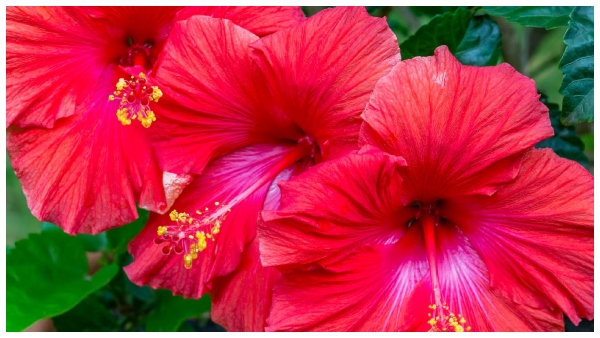 Vastu tips hibiscus plant placing direction