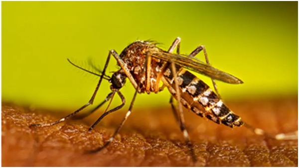 What Causes Mosquitoes To Bite Humans In Tamil