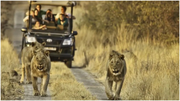 Why Don t Lions Attack People In A Safari Vehicle In Tamil