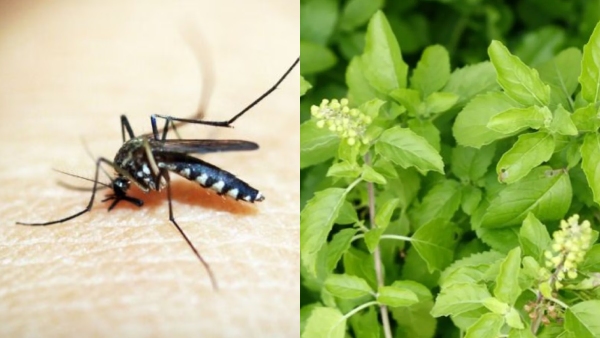 how to keep mosquitos away from your home here homemade ideas