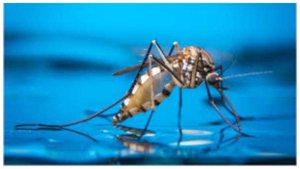 how to prevent from Mosquito in this monsoon