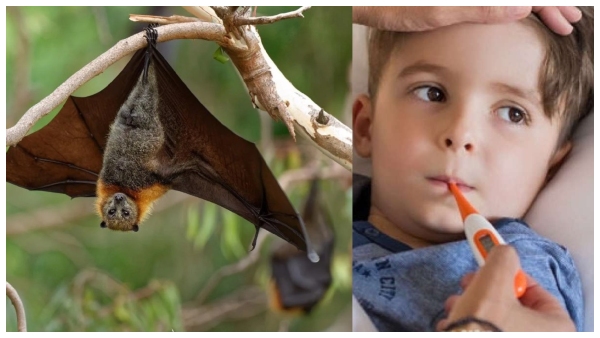 How to prevent your child from Nipah virus