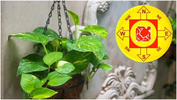 Vastu Tips Keep These Things In Soil Of Money Plant To Get More Wealth