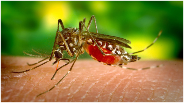 Top 6 Reasons Why Mosquitoes Bite Some People More Than Others In Tamil