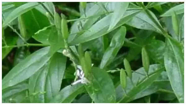 this leave will control cholesterol and blood sugar