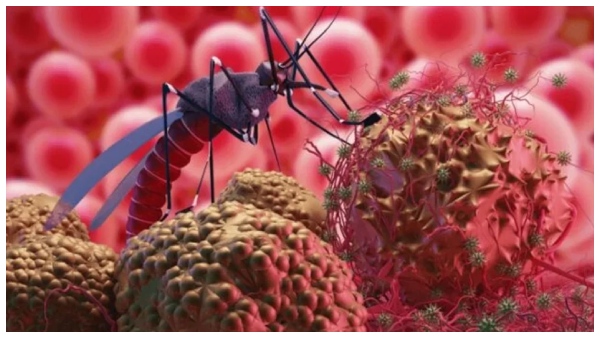 Zika Virus What Happens Inside Your Body After Catching Zika Virus Infection