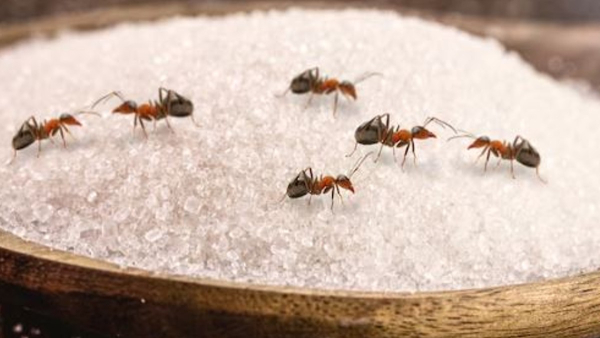Why Does Sugar Attract Ants How To Prevent Sugar From Ants