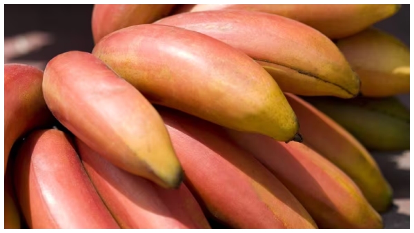 benefits of eating red Banana Sevvazhai here the details