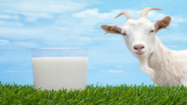 How to Use Goat Milk for Hair Problems Says Beautician Dharani