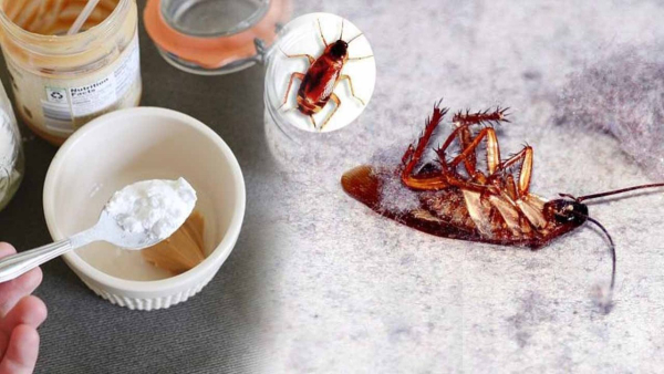 Why Cockroaches Come Out At Night and Home Remedies to Manage Them