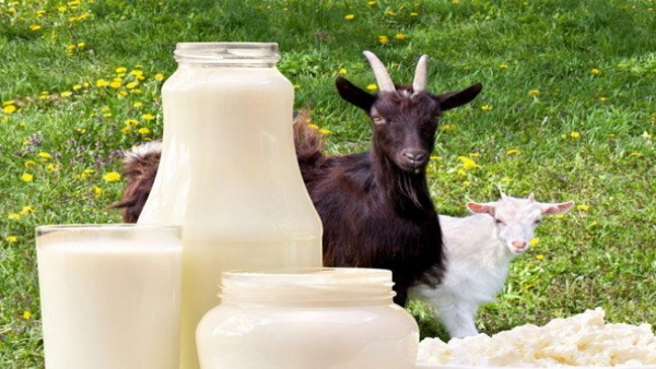 How to Use Goat Milk for Hair Problems Says Beautician Dharani