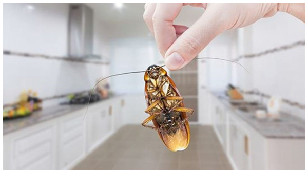 how-to-control-cockroaches-from-your-kitchen