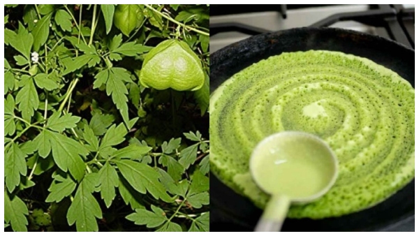 how to make mudakathan keerai dosai Balloon Vine leaves